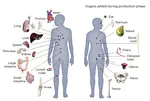 Advances and prospects for the Human BioMolecular Atlas Program (HuBMAP)