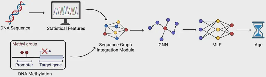 Research figure: Bridging Sequence and Graph Structure for Epigenetic Age Prediction