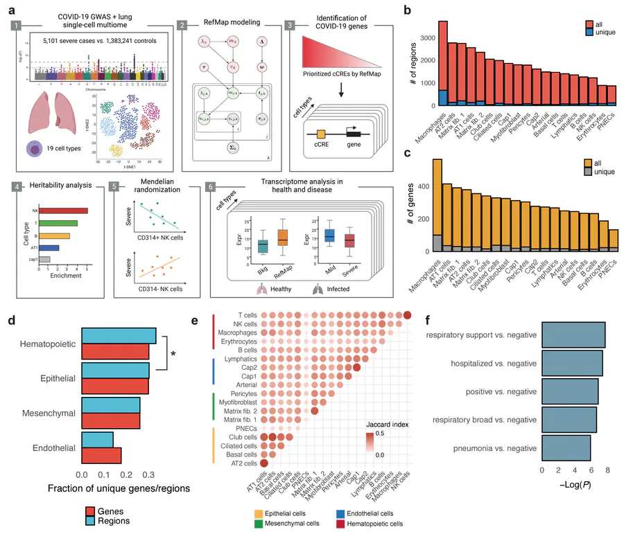 Common and rare variant analyses combined with single-cell multiomics reveal cell-type-specific molecular mechanisms of COVID-19 severity
