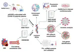 Exploring the underlying molecular mechanisms of acute myocardial infarction after SARS-CoV-2 infection