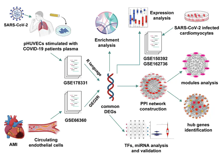 Exploring the underlying molecular mechanisms of acute myocardial infarction after SARS-CoV-2 infection