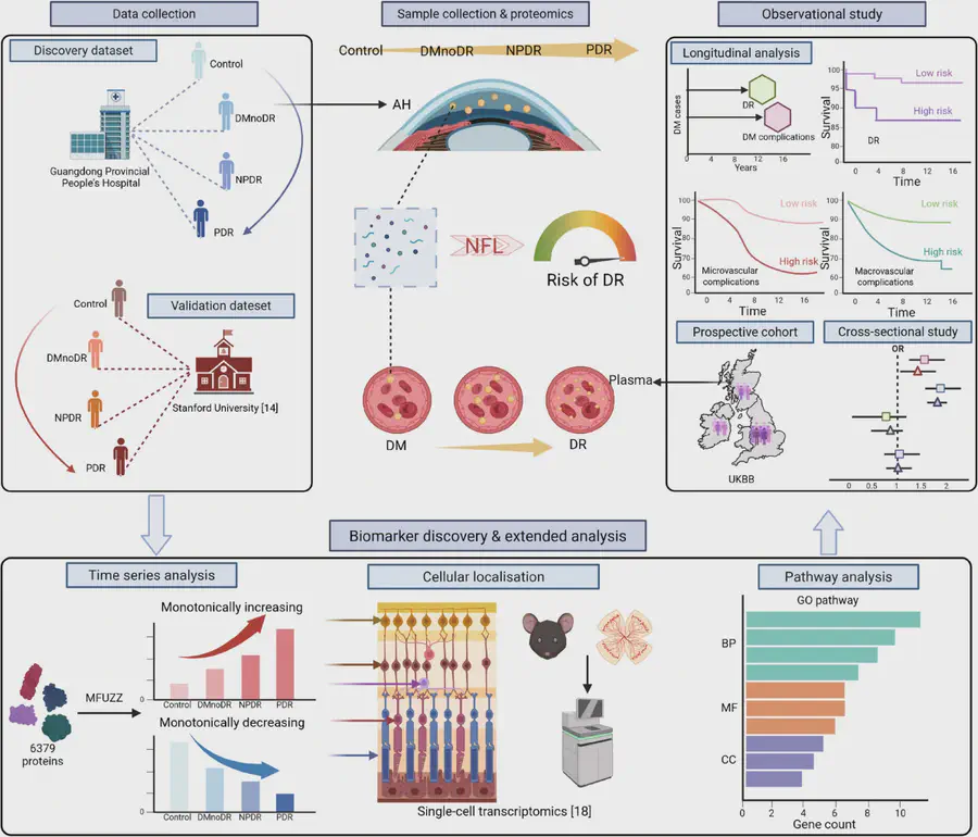 Research figure: Integrated intraocular–plasma proteomics reveals conserved biomarkers for diabetic retinopathy progression: a multi-fluid biopsy study