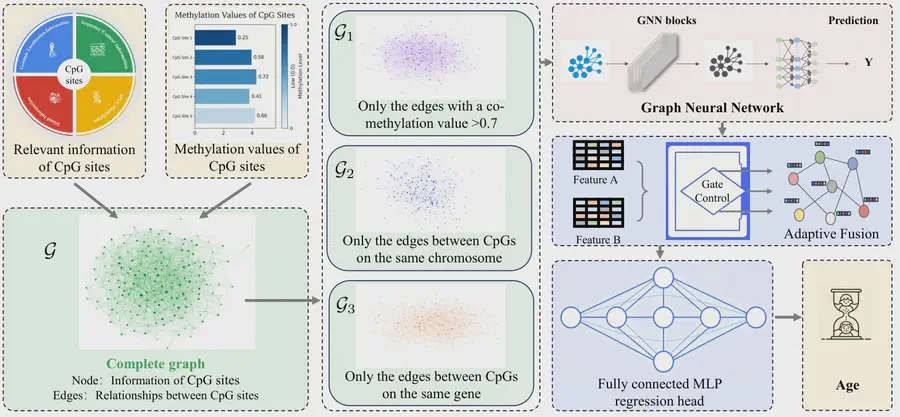 Research figure: Learning Multi-Relational Graph Representations for DNA Methylation-Based Biological Age Estimation