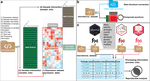 microbiomedataset A tidyverse-style framework for organizing and processing microbiome data