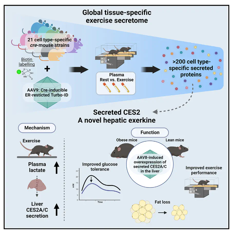 Organism-wide, cell-type-specific secretome mapping of exercise training in mice