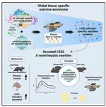 Organism-wide, cell-type-specific secretome mapping of exercise training in mice