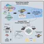 Organism-wide secretome mapping uncovers pathways of tissue crosstalk in exercise