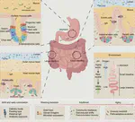 The gut microbiome organ