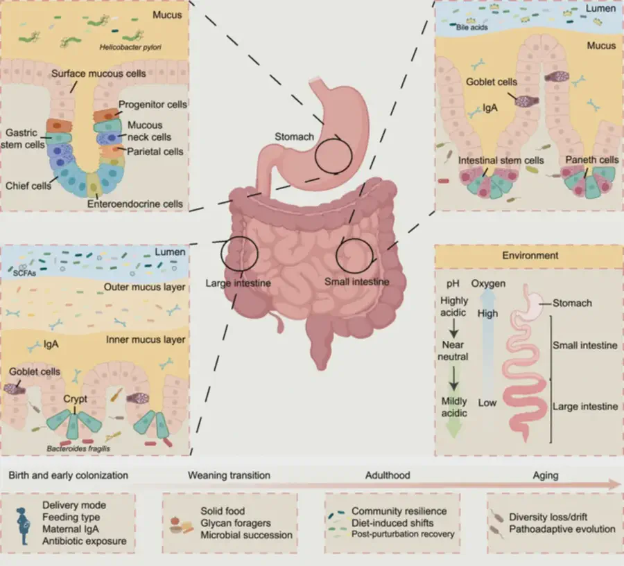Research figure: The gut microbiome organ