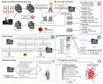 TidyMass an object-oriented reproducible analysis framework for LC–MS data